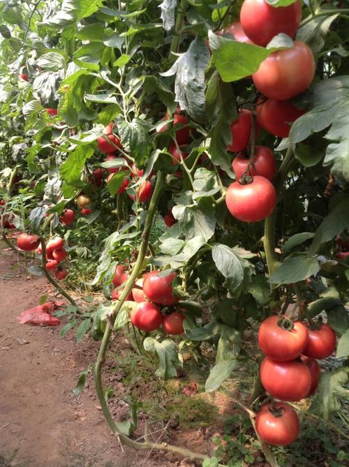 番茄种苗价格,番茄种苗供应,山东番茄种苗 蚨莱旺—潍坊潍城农林牧渔